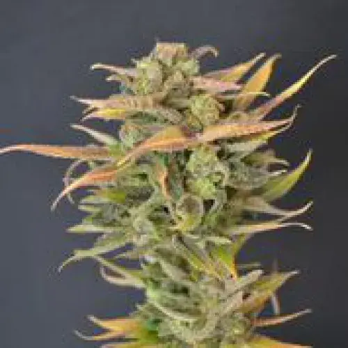 High Priority Feminised Cannabis Seeds | 710 Genetics Seeds