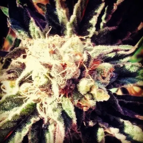 Fruity Widow Feminised Cannabis Seeds | 710 Genetics Seeds