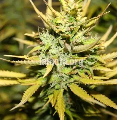 Smog Feminised Cannabis Seeds | 710 Genetics Seeds