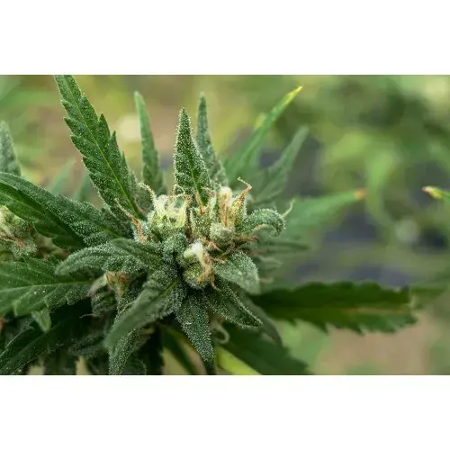 701 Genetics White Candy Feminised Cannabis Seeds