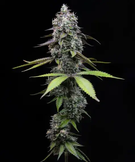 Zoap Feminised Cannabis Seeds | Barney's Farm.