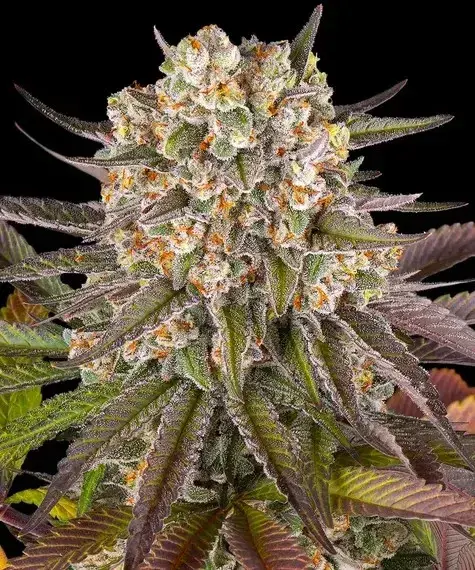 Limoncello Feminised Cannabis Seeds | Barney's Farm.Limoncello Feminised Cannabis Seeds | Barney's Farm.