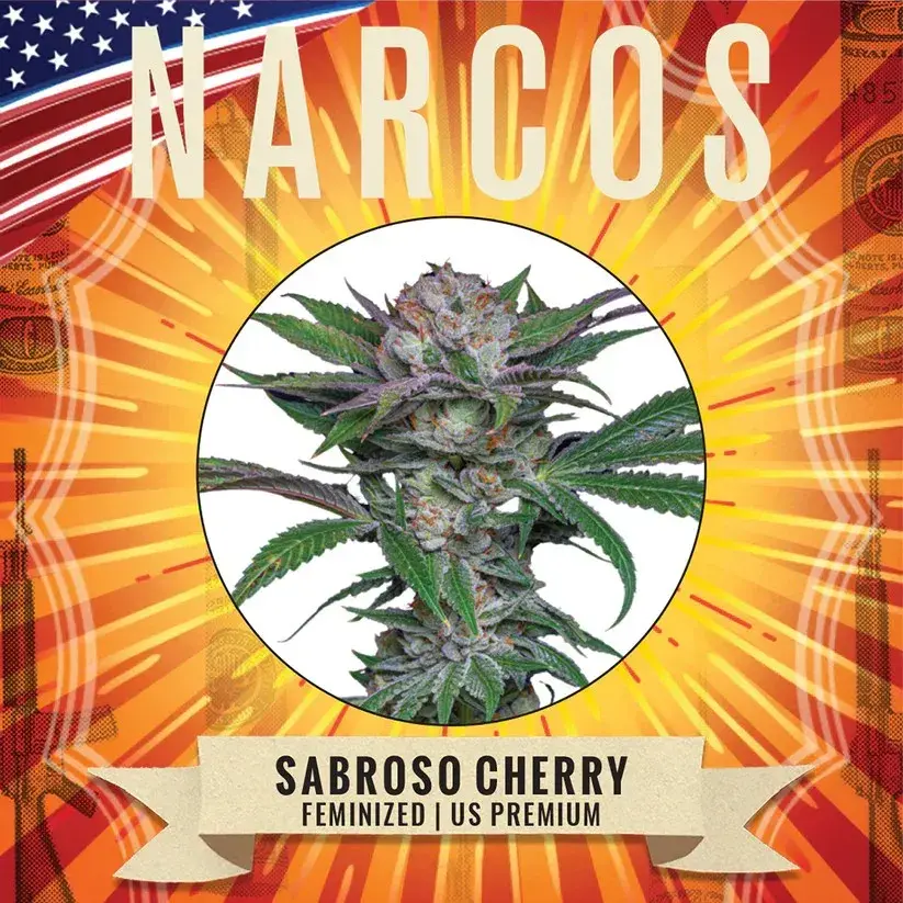 Sabraso Cherry Feminised Cannabis Seeds - NARCOS Seeds.