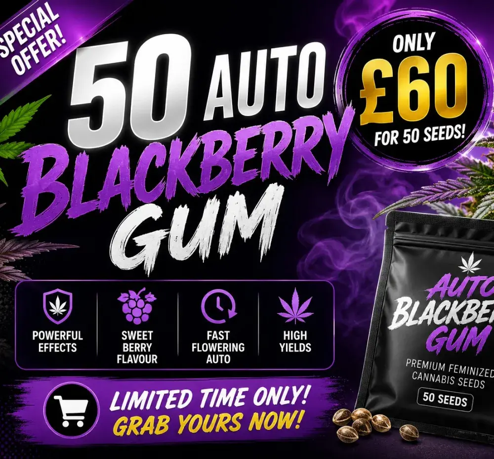 Auto Blackberry Gum 50 Seed Pack | Discount Cannabis Seeds.