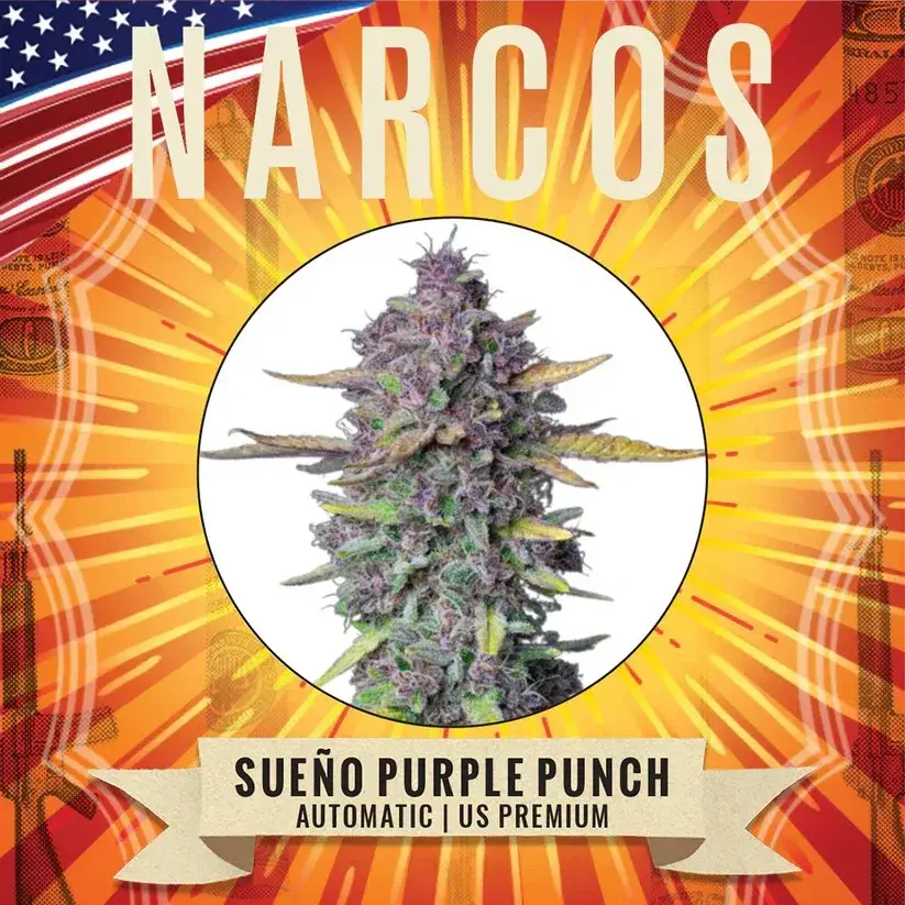 Sueno Purple Punch Auto Feminised Cannabis Seeds - NARCOS Seeds.