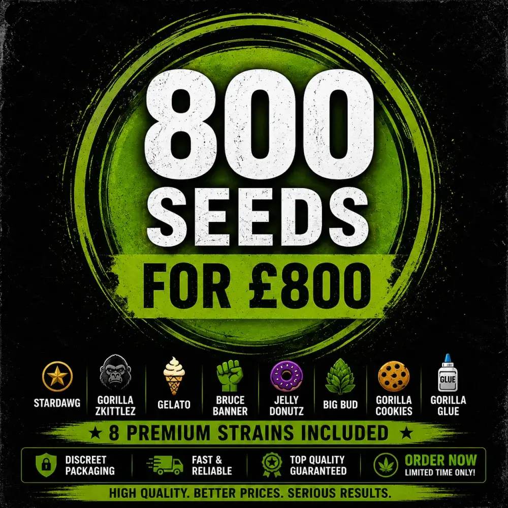 XCLUSIVE CANNABIS SEEDS BULK DEAL 800 SEEDS FOR £800