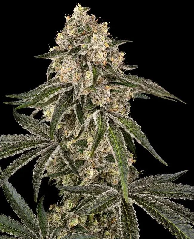 Sunset Peach Feminised Cannabis Seeds - Sensi Seeds.