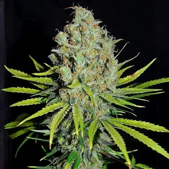 Empire Grape Stomper Cannabis Seeds – Empire Seeds Bank.