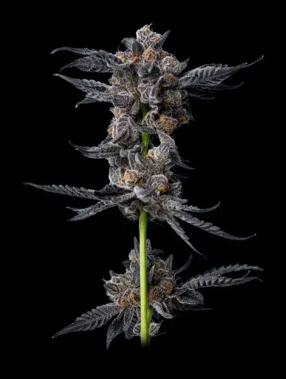 Cookies Gelato Auto Feminised Cannabis Seeds - Mavericks Seeds.