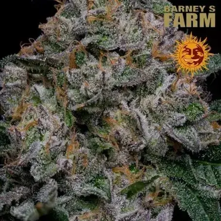 Blue Dream Feminised Cannabis Seeds | Barney's Farm. 