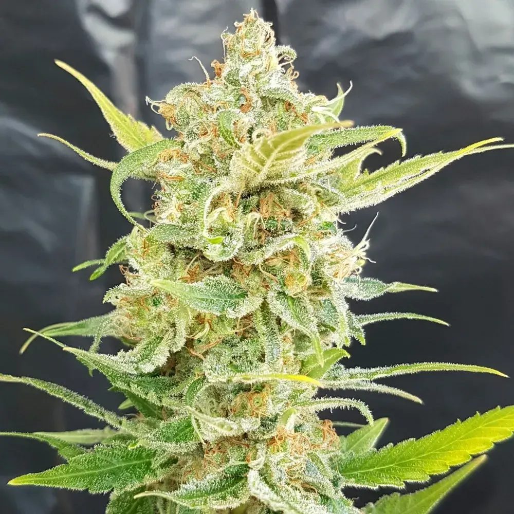 A Little Kushy Auto Feminised Cannabis Seeds | Freedom of Seeds