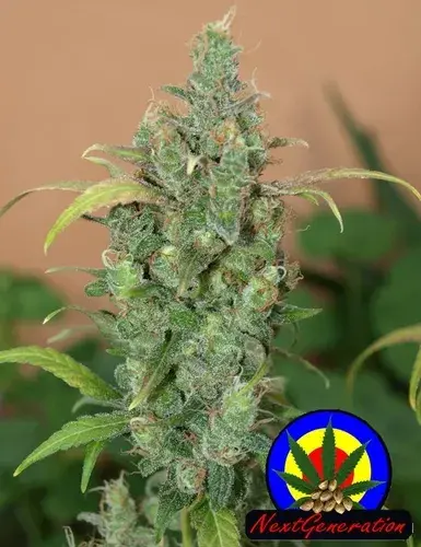 Auto AK47 Feminised Cannabis Seeds | Next Generation Seeds