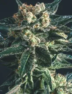 AK47 x SCBDX Feminised Cannnabis Seeds