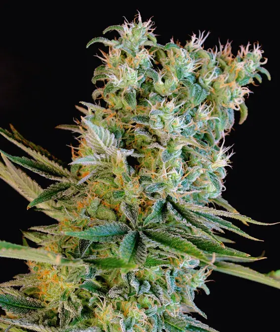 Amnesia Bilbo Feminised Cannabis Seeds