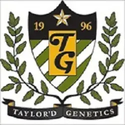 AutoSlave Feminised Cannabis Seeds | Taylor'd Genetics
