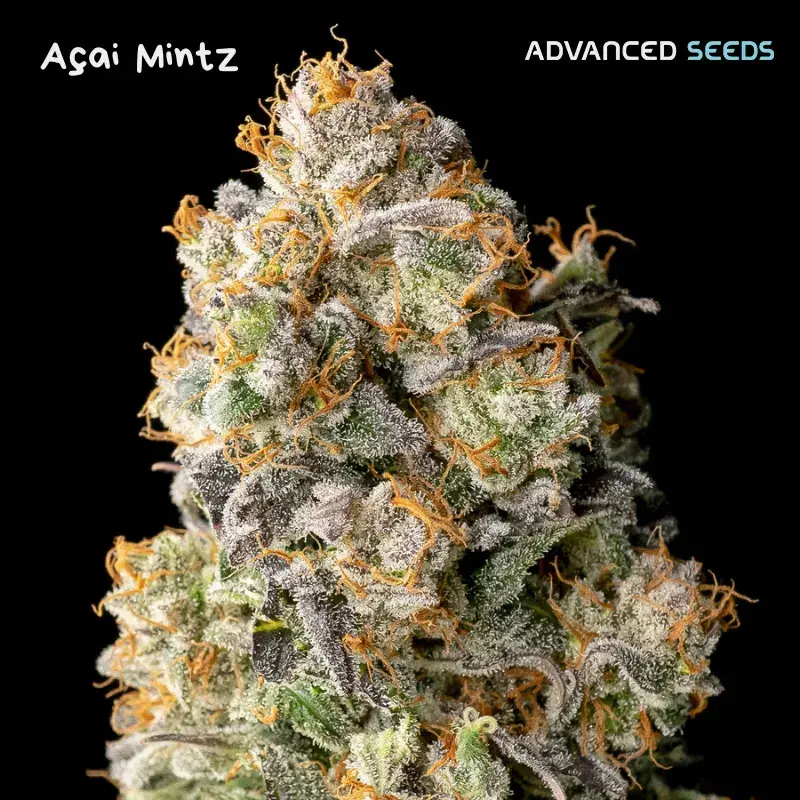 Auto Acai Mintz Feminised Cannabis Seeds | Advanced Seeds 