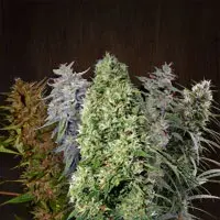 Ace Mix Regular Cannabis Seeds | Ace Seeds