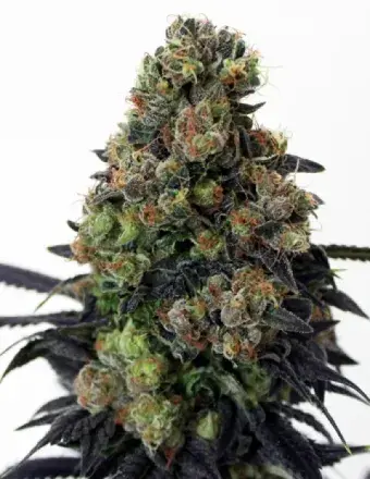 Acid Dough Feminised Cannabis Seeds