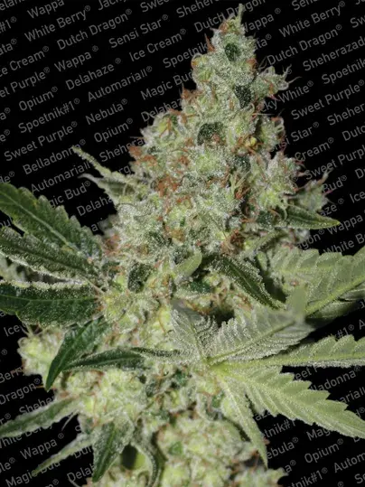 Acid Feminised Cannabis Seeds | Paradise Seeds