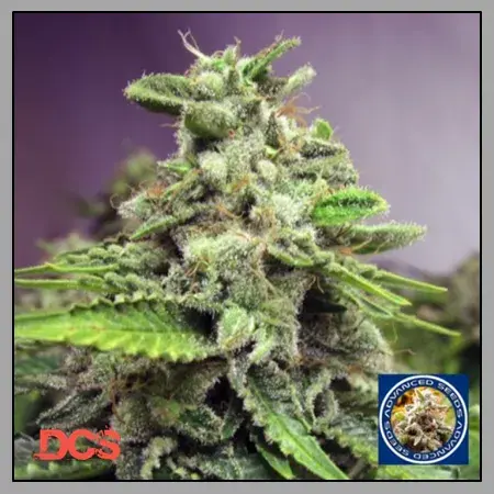 Auto Afghan Skunk Feminised Cannabis Seeds | Advanced Seeds 