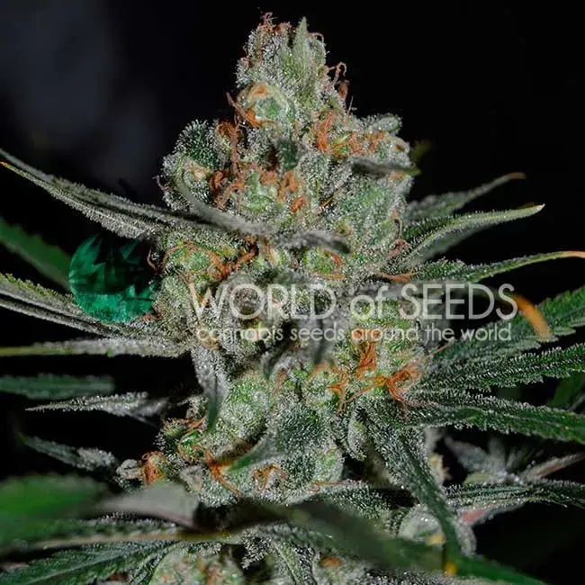 Afghan Kush Early Version Feminised Cannabis Seeds | World of Seeds