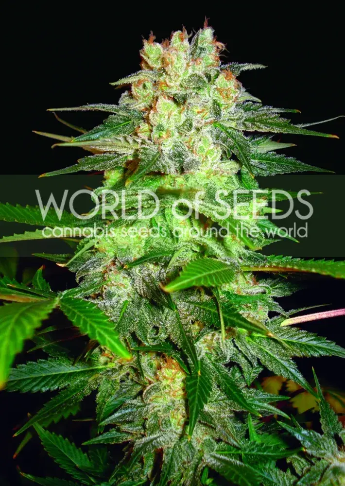 Afghan Kush Ryder Auto Feminised Cannabis Seeds