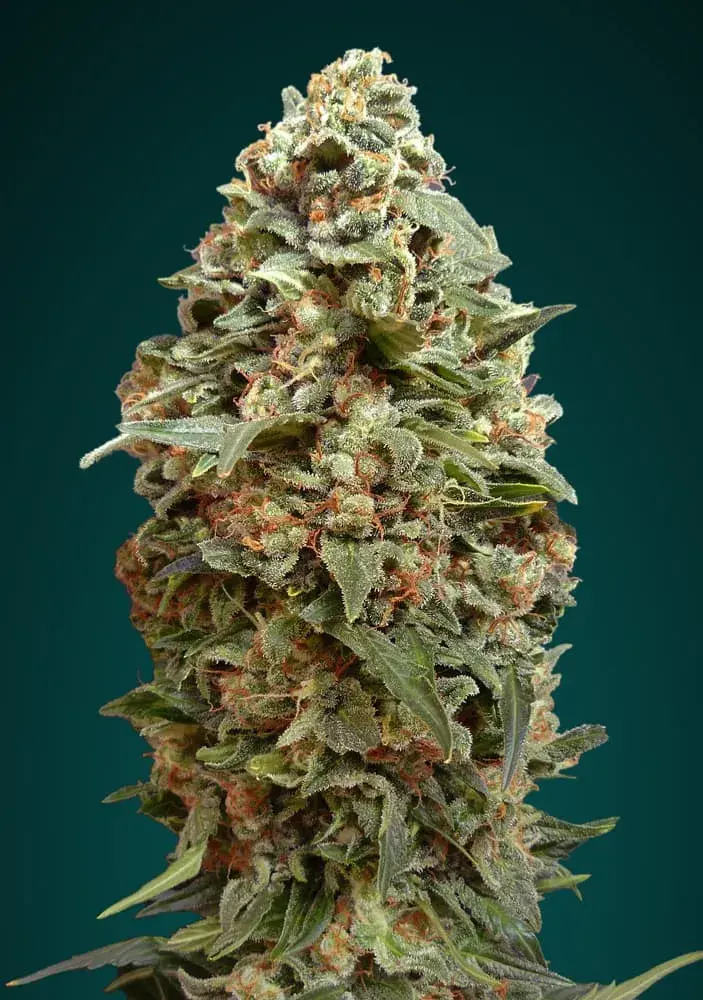 Afghan Skunk Feminised Cannabis Seeds | Advanced Seeds 