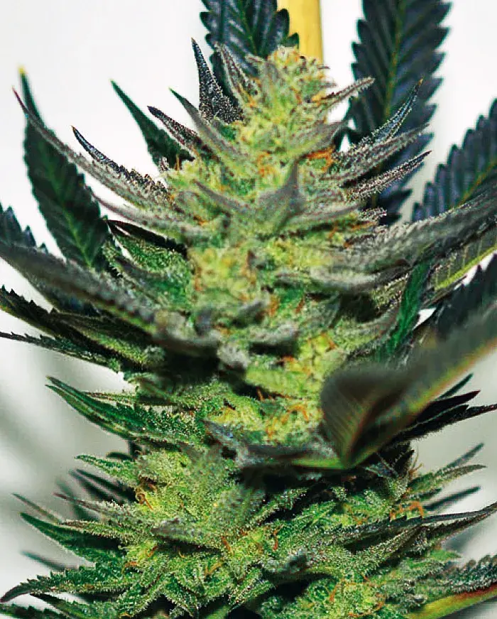 Afghan Skunk Feminised Cannabis Seeds | Expert Seeds
