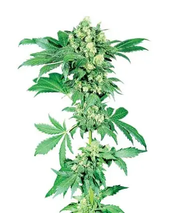 Afghani #1 Regular Cannabis Seeds | Sensi Seeds 