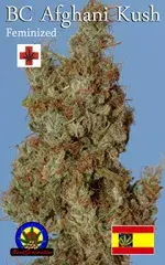 Afghani Kush Feminised Cannabis Seeds | Next Generation Seeds