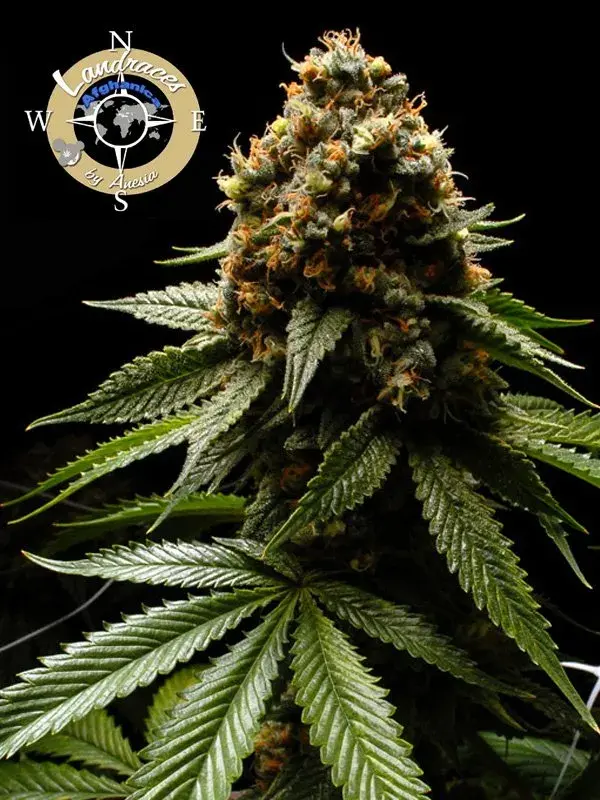 Afghanica Feminised Cannabis Seeds - Anesia Seeds