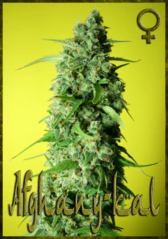 Afghany Kal Feminised Cannabis Seeds | Rockwell Seeds