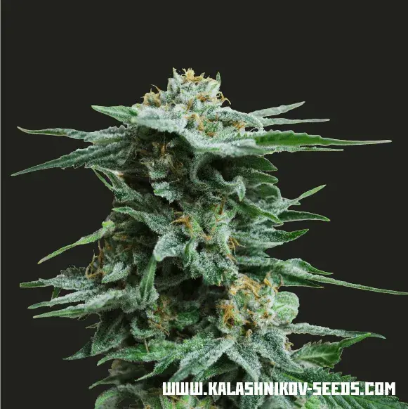 AK Kush Feminised Cannabis Seeds | Kalashnikov Seeds