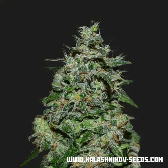 AK Kush Express Feminised Cannabis Seeds | Kalashnikov Seeds