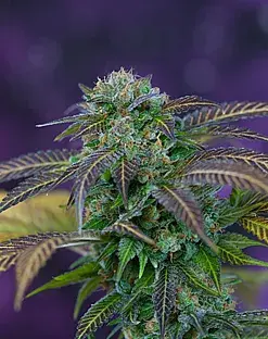 Alchemy Regular Cannabis Seeds | TGA Seeds