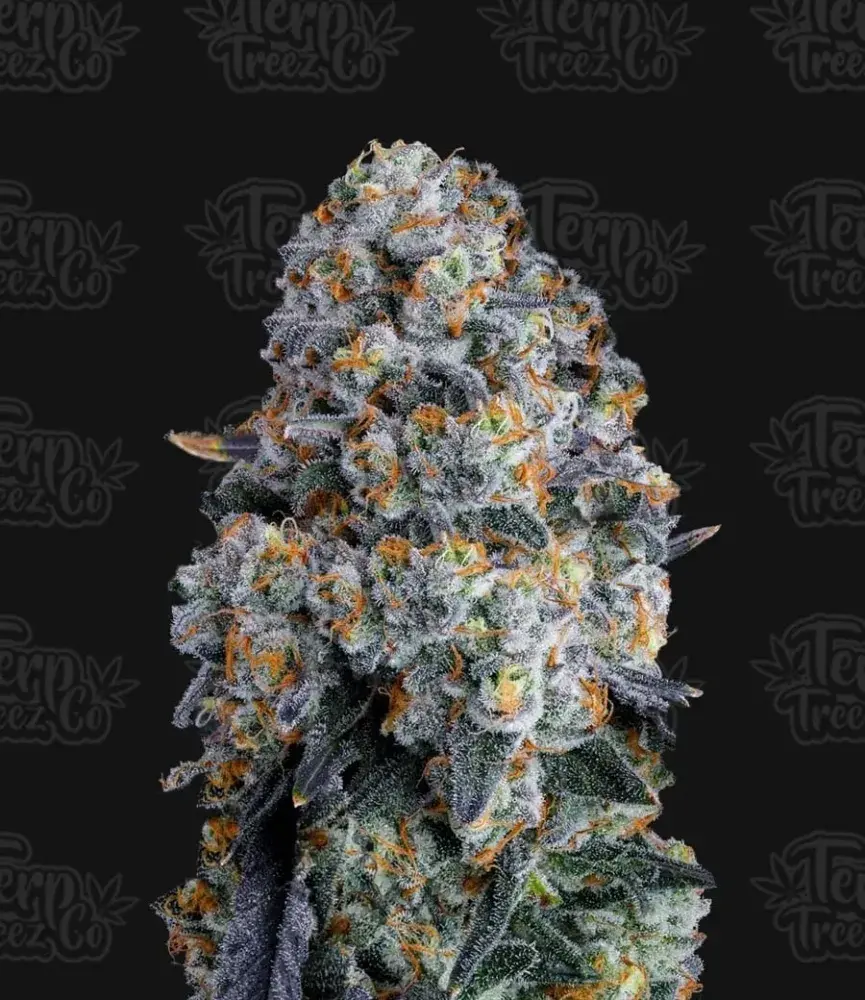 Alien DonutZ Feminised Cannabis Seeds - Terp Treez