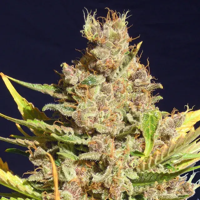 Alien Moonrocks Feminised Cannabis Seeds | Original Sensible Seeds