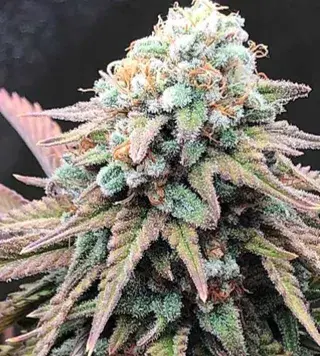 Alien Masster Kush Feminised Cannabis Seeds | Critical Mass Collective Seeds