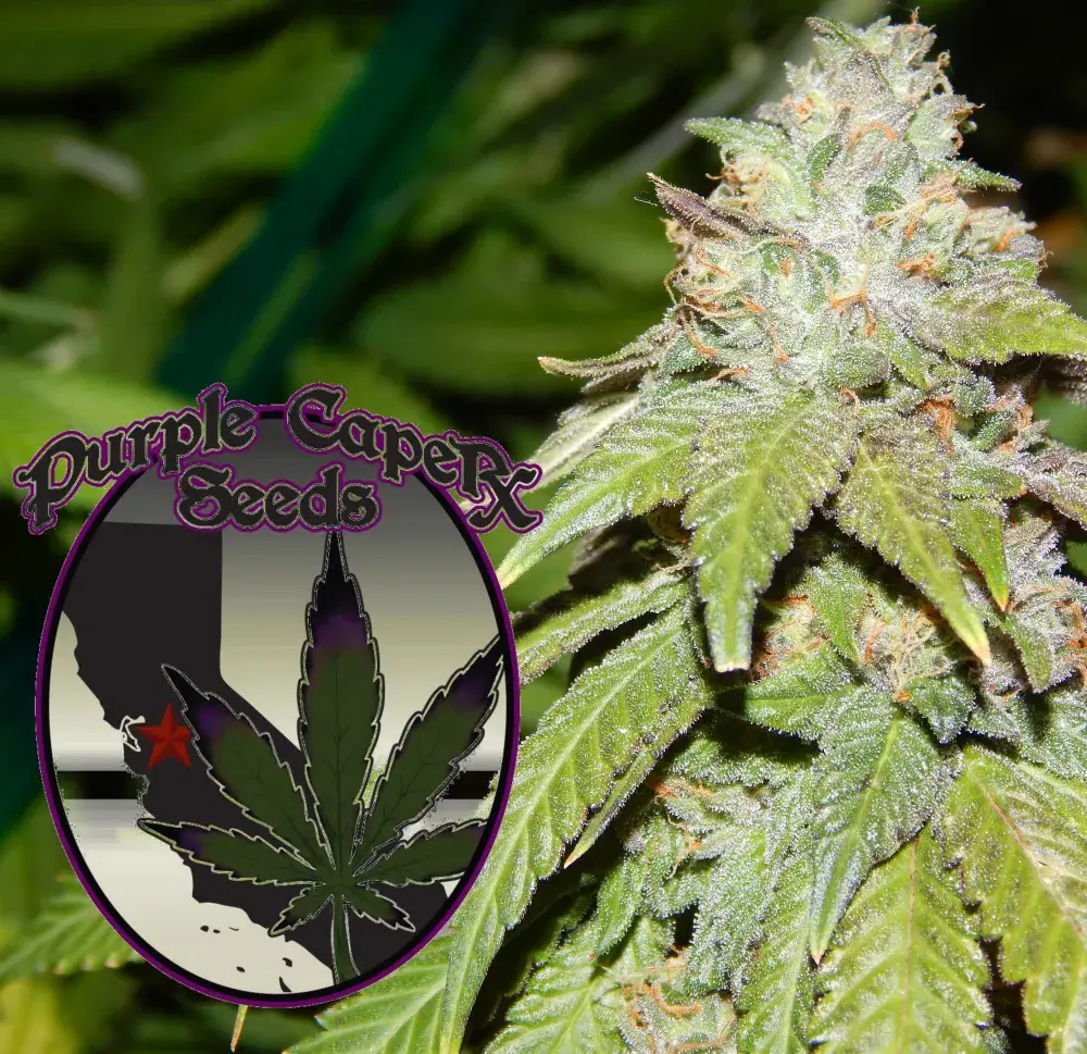 Alien OG Regular Cannabis Seeds | Purple Caper Seeds