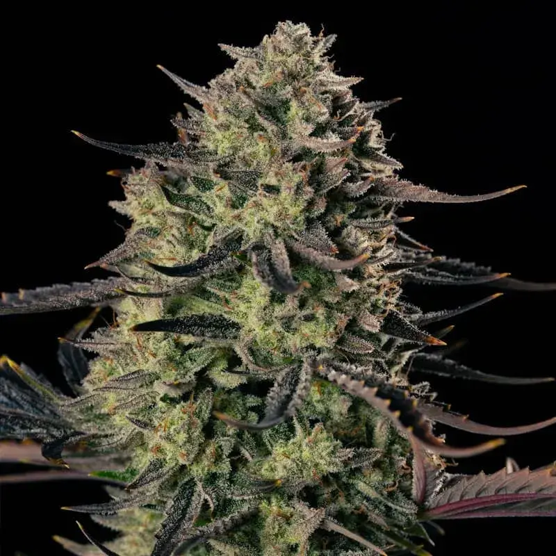 Alien Gas XXL Auto Cannabis Seeds - Silent Seeds.