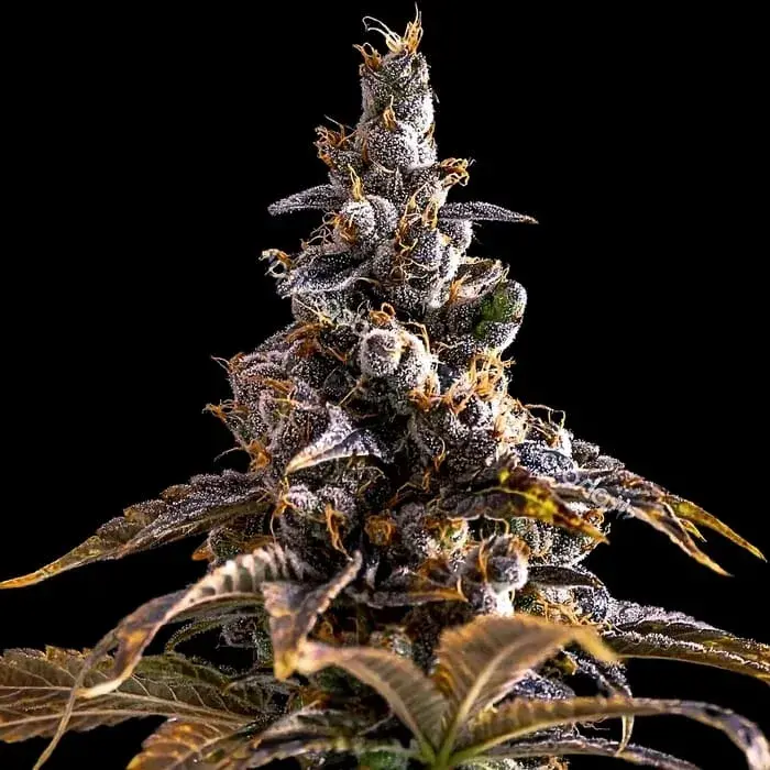 Empire Alien Technology x Do Si Dos – Empire Seeds Bank
