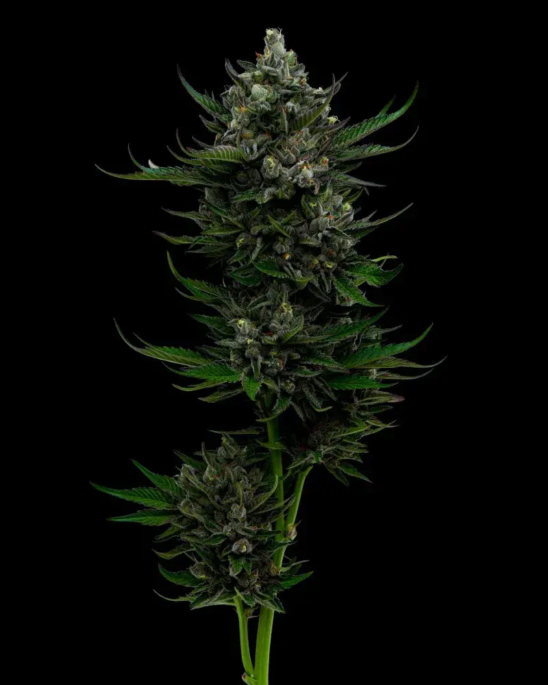 All Gas OG Feminised Cannabis Seeds - Humboldt Seed Company