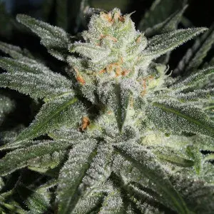 Gage Green All Blue Cannabis Seeds