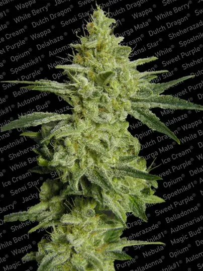 Allkush Feminised Cannabis Seeds | Paradise Seeds
