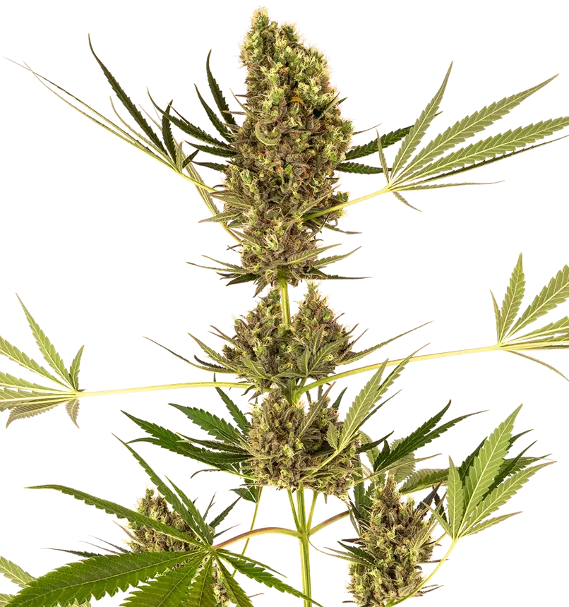 Alpine Delight CBD Auto Feminised Cannabis Seeds - Sensi Seeds
