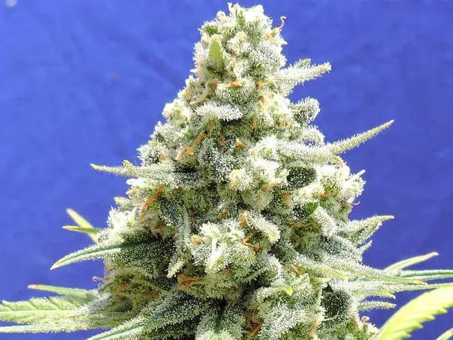 Amnesia Lemon Kush Feminised Cannabis Seeds | Original Sensible Seeds