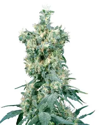 American Dream Regular Cannabis Seeds | Sensi Seeds 