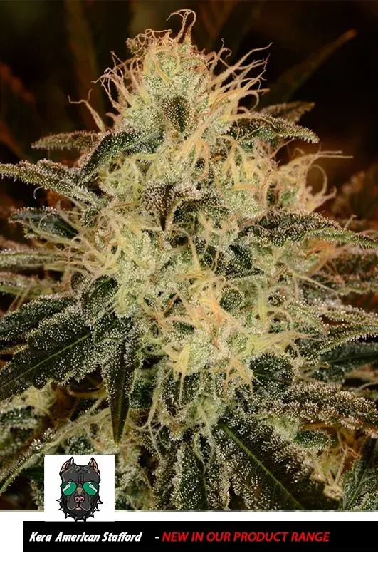 American Stafford Feminised Cannabis Seeds | Kera Seeds