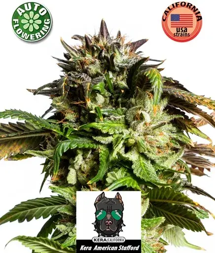 American Stafford Auto Feminised Cannabis Seeds | Kera Seeds