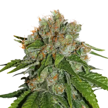 Amnesia Feminised Cannabis Seeds | Seed Stockers